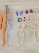 Corpo Humano 3D – Brinquedo Educativo com Órgãos e Esqueleto