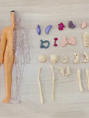 Corpo Humano 3D – Brinquedo Educativo com Órgãos e Esqueleto